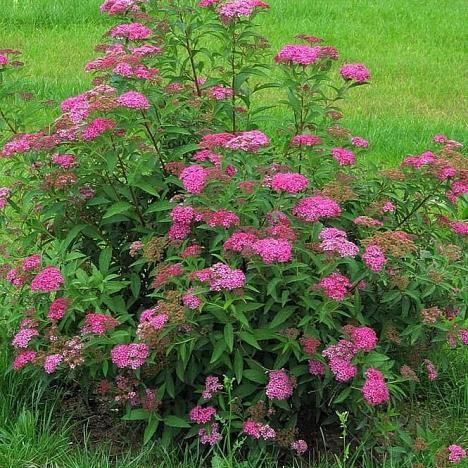 Спирея японская Антони Ватерер