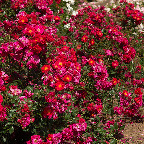 Роза парковая Генри Келси