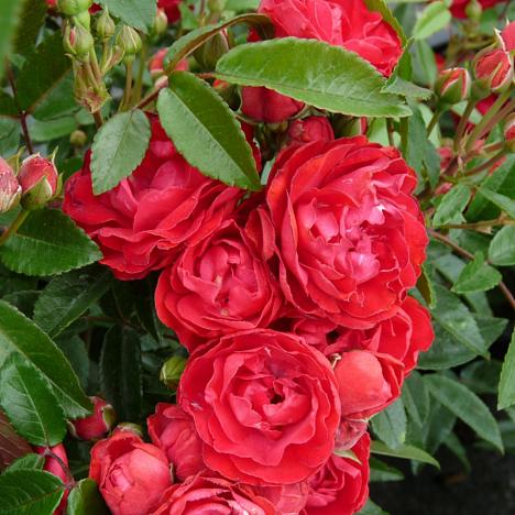 Роза почвопокровная Морсдаг