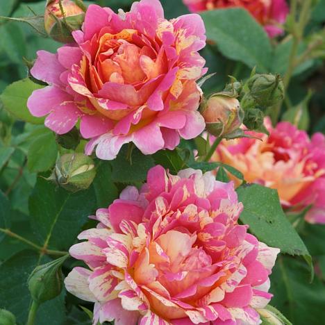 Роза кустовая Роз Де Цистерсьен шраб