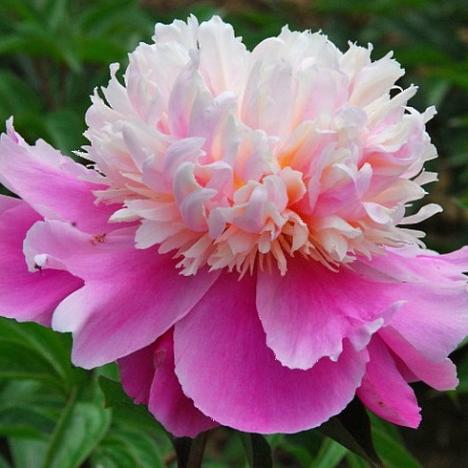 Пион травянистый Весенняя Палитра