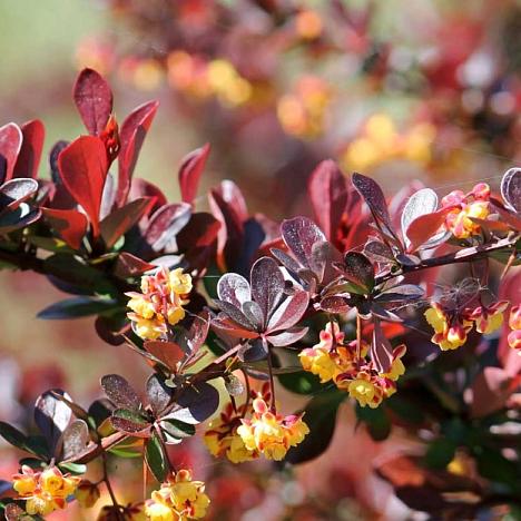 Барбарис Тунберга Дартс Ред Леди