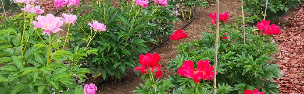 Пионы в ландшафтном дизайне: искусство создания красоты