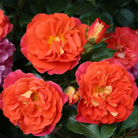 Роза флорибунда Братья Гримм