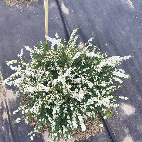 Спирея острозубчатая Аргута