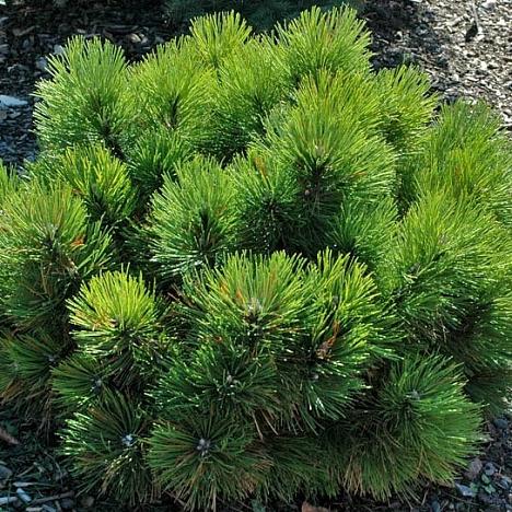 Сосна горная карликовая