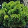 Сосна горная карликовая