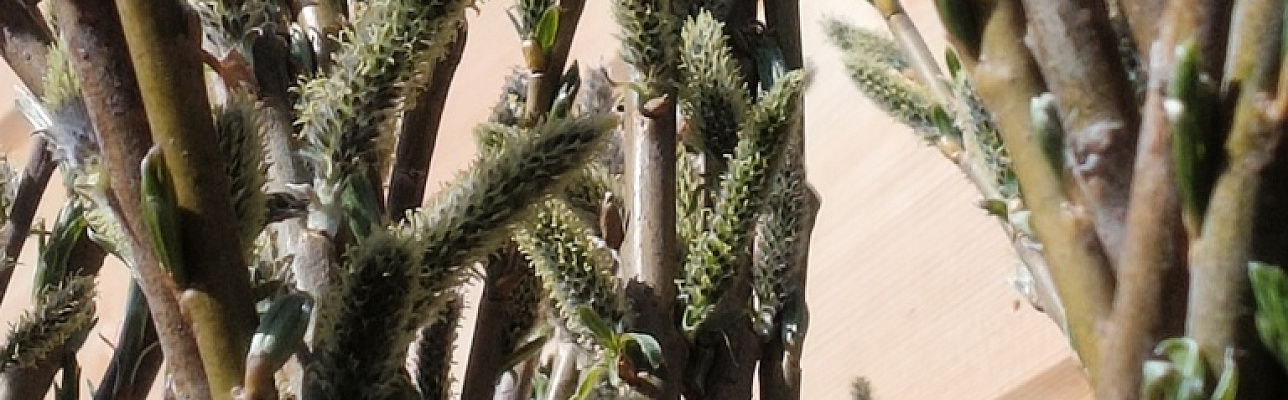 Наши красавицы ивы готовы к продаже!