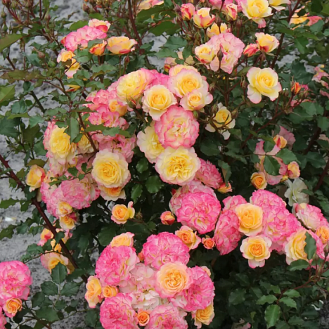 Роза кустовая Ландласт шраб