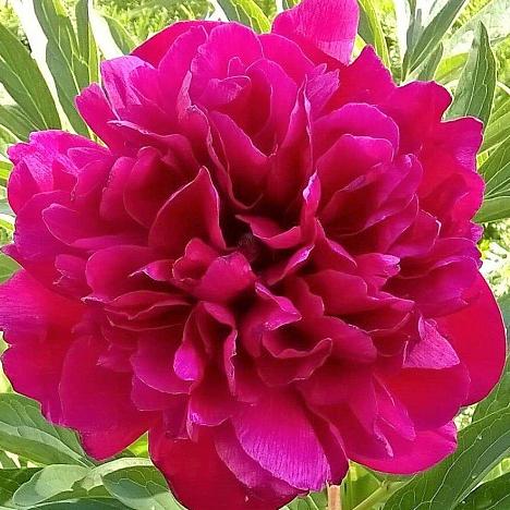 Пион травянистый Райская Птичка