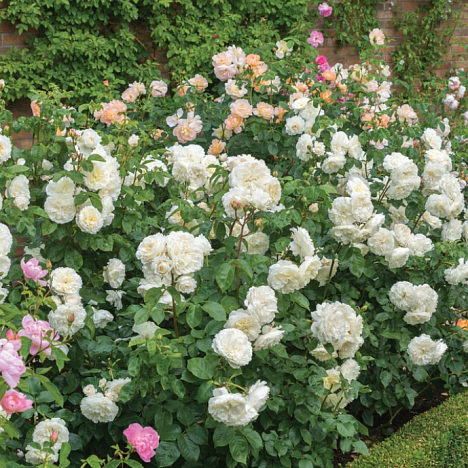 Роза парковая Транквиллити