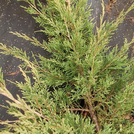 Можжевельник казацкий Глаука