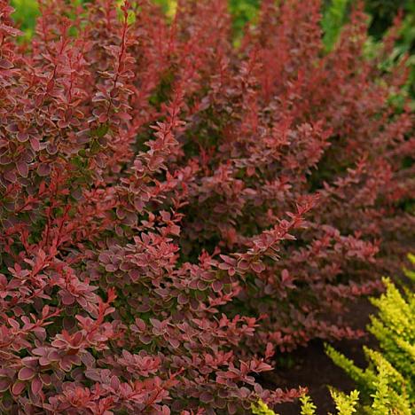 Барбарис Тунберга Голден Ринг