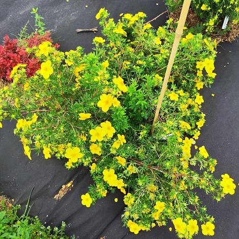 Лапчатка кустарниковая желтая