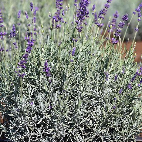 Лаванда узколистная