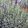 Лаванда узколистная