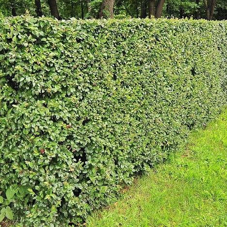 Блок живой изгороди Кизильник блестящий