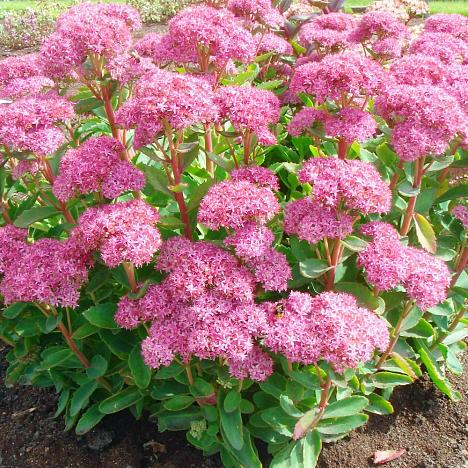 Очиток гибридный