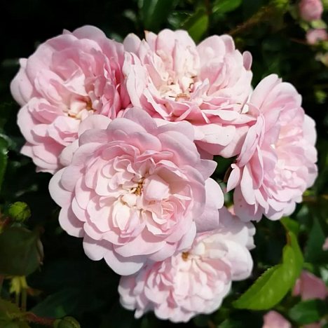 Роза почвопокровная Фэйри