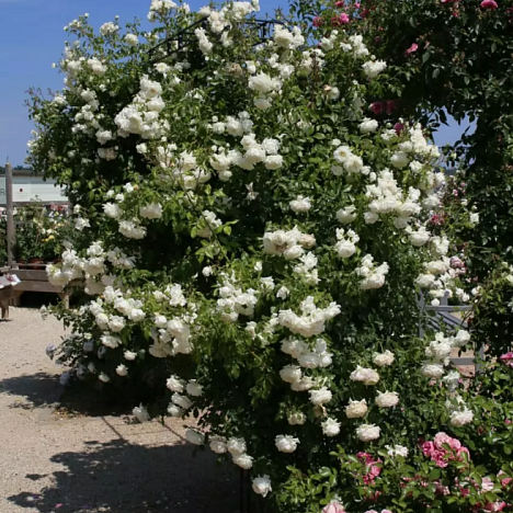 Роза плетистая Аляска