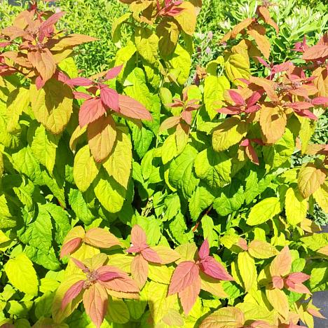 Спирея Макрофилла