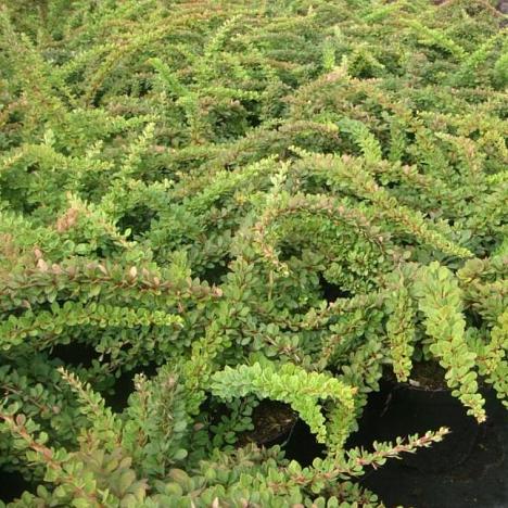 Барбарис Тунберга Грин Карпет