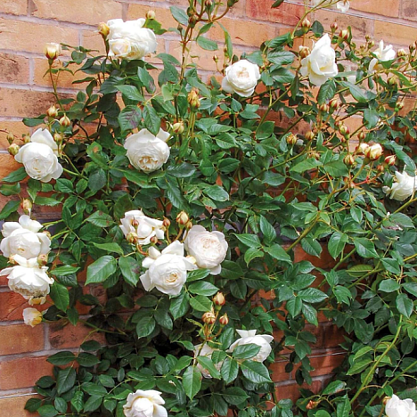 Роза парковая Клэр Остин