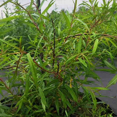 Ива Сахалинская