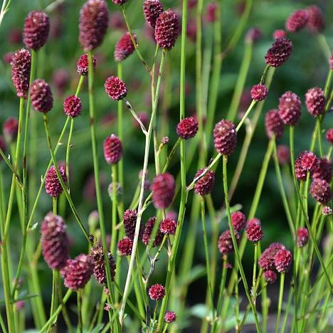 Кровохлебка лекарственная Танна