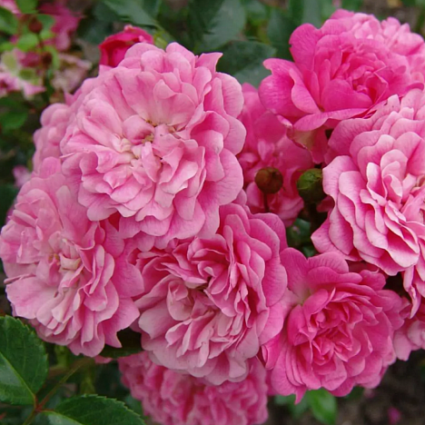 Роза миниатюрная Пепита