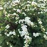 Спирея острозубчатая Аргута