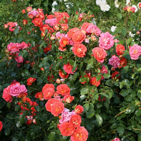 Роза флорибунда Братья Гримм