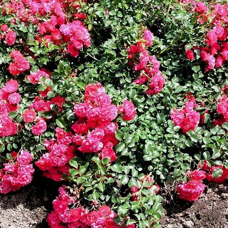 Роза почвопокровная Иониум