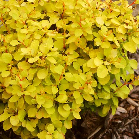 Барбарис Тунберга Голдалита