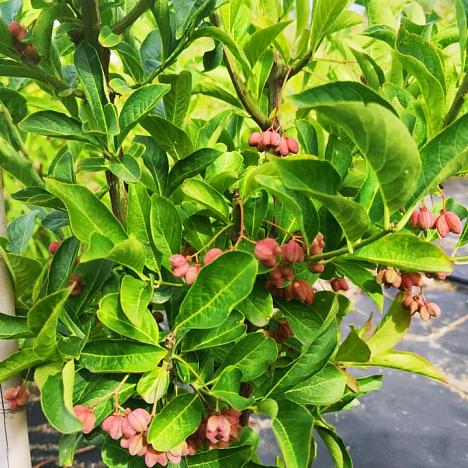 Бересклет Европейский