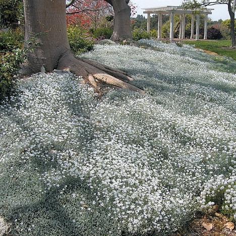 Ясколка войлочная