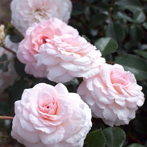 Роза парковая Бремер Страдтмузыкантен