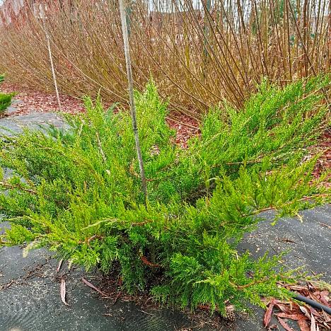 Можжевельник средний Минт Джулеп