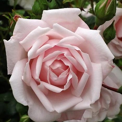 Роза плетистая Нью Даун