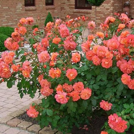 Роза парковая Вестерленд