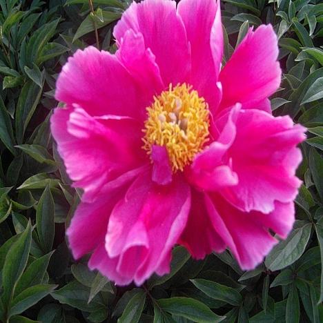 Пион травянистый Розовый Нефрит