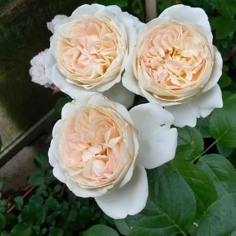 Роза чайно-гибридная Себастьян Кнейп