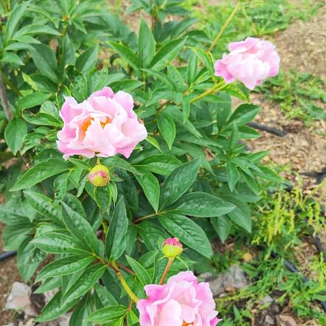 Пион травянистый Розовая Лазурь