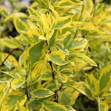 Дерен Желтоокаймленный