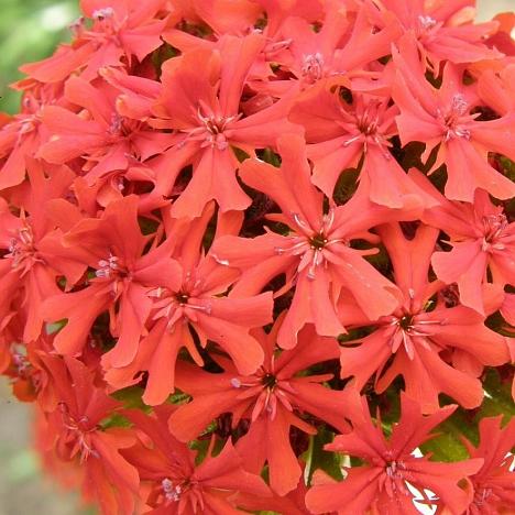 Лихнис халцедонский