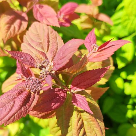 Спирея Макрофилла