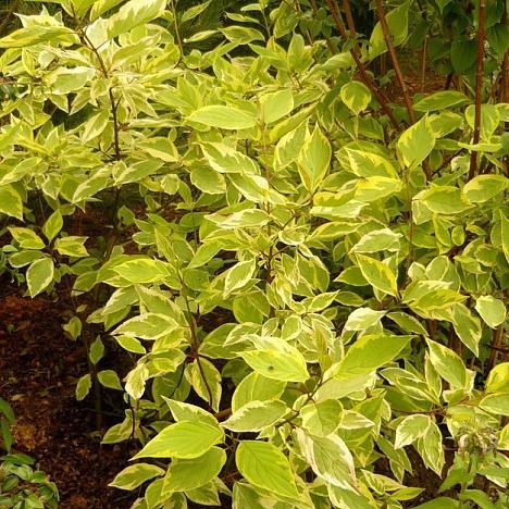 Дерен белый Гоучалти