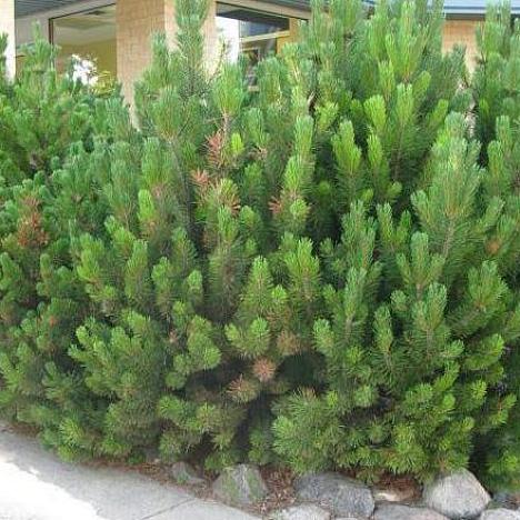 Сосна горная Мугус 