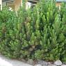 Сосна горная Мугус 
