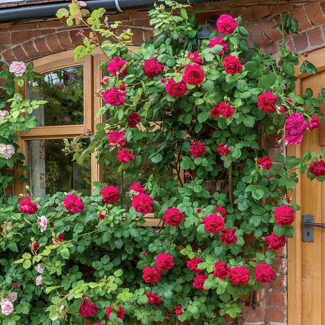 Роза плетистая Тэсс Ов Зэ Дёбервилз